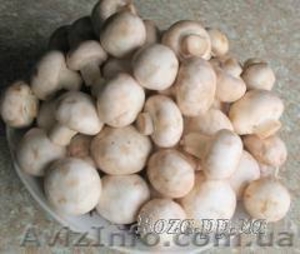 Продаю (купити) міцелій печериці (шампіньйона),  гливи,  опенька,  шиітаке  …