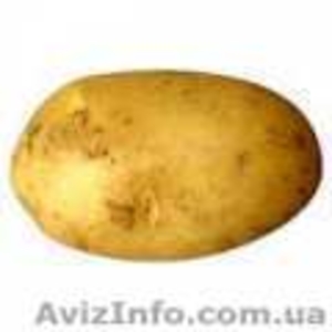 Продам картоплю велику і насіннєву - <ro>Изображение</ro><ru>Изображение</ru> #1, <ru>Объявление</ru> #610553