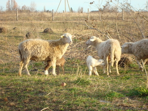 Стадо молодых овец - <ro>Изображение</ro><ru>Изображение</ru> #1, <ru>Объявление</ru> #612533