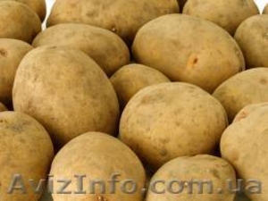 продам картоплю відмінної якості - <ro>Изображение</ro><ru>Изображение</ru> #1, <ru>Объявление</ru> #622375