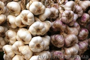 чеснок от производителя 