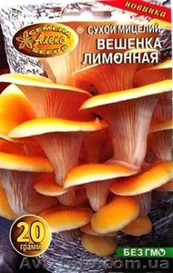 мицелий грибов вешенки порошковый - <ro>Изображение</ro><ru>Изображение</ru> #4, <ru>Объявление</ru> #301875