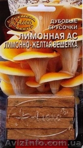 мицелий грибов на брусочках - <ro>Изображение</ro><ru>Изображение</ru> #2, <ru>Объявление</ru> #309098