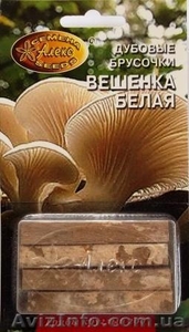 мицелий грибов на брусочках - <ro>Изображение</ro><ru>Изображение</ru> #3, <ru>Объявление</ru> #309098