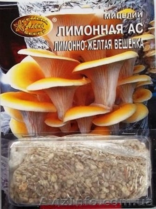 мицелий грибов зерновой биологически высушенный - <ro>Изображение</ro><ru>Изображение</ru> #5, <ru>Объявление</ru> #330210
