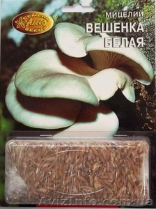 мицелий грибов зерновой биологически высушенный - <ro>Изображение</ro><ru>Изображение</ru> #8, <ru>Объявление</ru> #330210