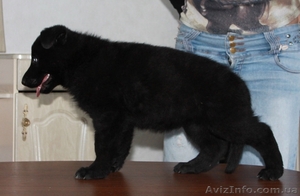 щенок черной немецой овчарки КСУ