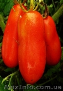 Предлагаю семена томатов             - <ro>Изображение</ro><ru>Изображение</ru> #1, <ru>Объявление</ru> #785165