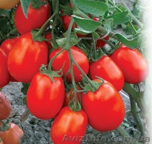 Предлагаю семена томатов             - <ro>Изображение</ro><ru>Изображение</ru> #6, <ru>Объявление</ru> #785165