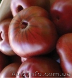 Предлагаю семена томатов             - <ro>Изображение</ro><ru>Изображение</ru> #3, <ru>Объявление</ru> #785165