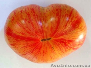 Предлагаю семена томатов             - <ro>Изображение</ro><ru>Изображение</ru> #2, <ru>Объявление</ru> #785165