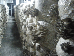 Продам действующий грибной бизнес. Сергей ,  067-12-999-44