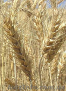 Насіння ярої пшениці Аранка - <ro>Изображение</ro><ru>Изображение</ru> #1, <ru>Объявление</ru> #852313