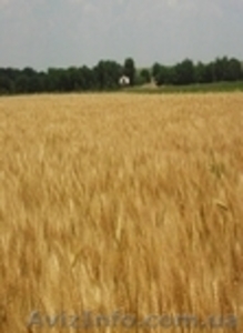 Насіння ярої пшениці Рання 93 - <ro>Изображение</ro><ru>Изображение</ru> #1, <ru>Объявление</ru> #852314