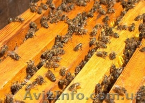 Продам пчел, мед - <ro>Изображение</ro><ru>Изображение</ru> #1, <ru>Объявление</ru> #904608