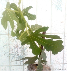 Саженцы экзотических растений - <ro>Изображение</ro><ru>Изображение</ru> #9, <ru>Объявление</ru> #785175