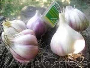семена ВОЗДУШКА чеснока