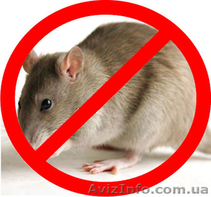 Истребление мышей и крыс в г. Житомир - <ro>Изображение</ro><ru>Изображение</ru> #1, <ru>Объявление</ru> #949841