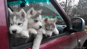 Симпатяшки хаски и отличные друзья