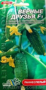 семена огурцов - <ro>Изображение</ro><ru>Изображение</ru> #10, <ru>Объявление</ru> #351492