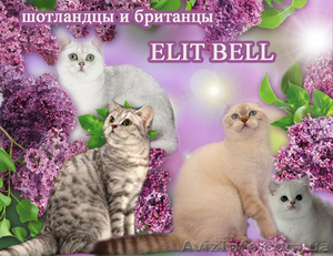 Вислоушки и прямоушки - шотландские котята