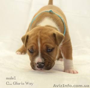 Бронь на щенков амстаффа