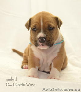 Детки Юного Чемпиона Европы  амстаффа