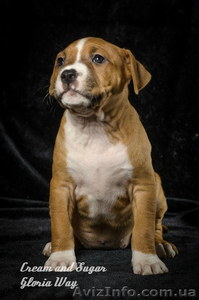 Замечательный телохранитель