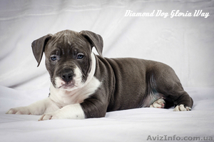 Шикарный щенок мальчик Американского Стаффордширского Терьера голубого с белым о