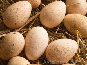 Продам інкубаційне качине яйце - <ro>Изображение</ro><ru>Изображение</ru> #1, <ru>Объявление</ru> #1366529
