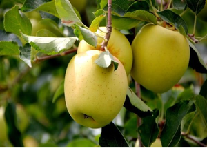 Саджанці груші, яблук, абрикосів, персиків - <ro>Изображение</ro><ru>Изображение</ru> #2, <ru>Объявление</ru> #1729711