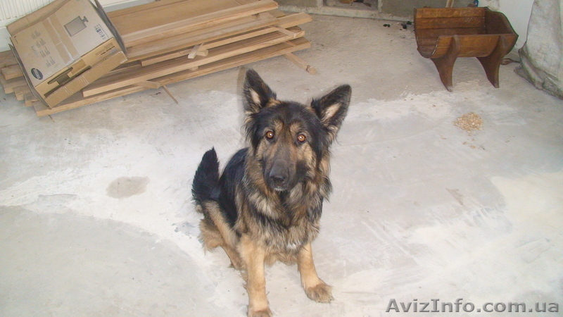 Щенки  говорящей собаки - <ro>Изображение</ro><ru>Изображение</ru> #2, <ru>Объявление</ru> #7565