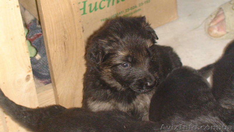 Щенки  говорящей собаки - <ro>Изображение</ro><ru>Изображение</ru> #1, <ru>Объявление</ru> #7565