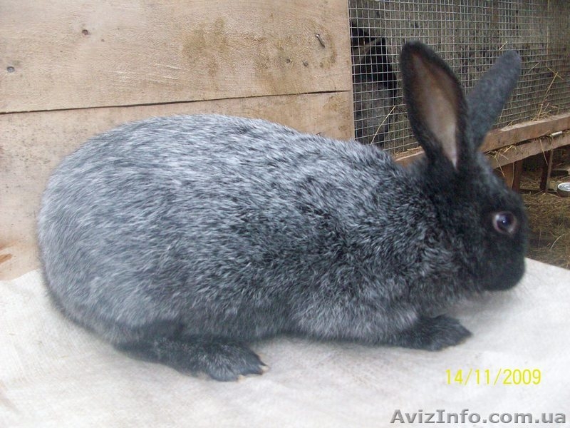 кролики продажа - <ro>Изображение</ro><ru>Изображение</ru> #2, <ru>Объявление</ru> #12558