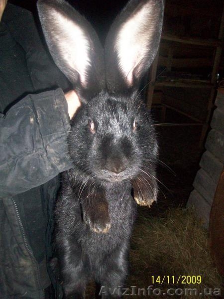 кролики продажа - <ro>Изображение</ro><ru>Изображение</ru> #1, <ru>Объявление</ru> #12558