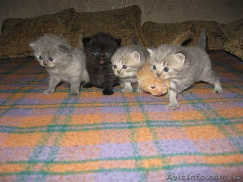 Продажа шотландских котят - <ro>Изображение</ro><ru>Изображение</ru> #1, <ru>Объявление</ru> #81370