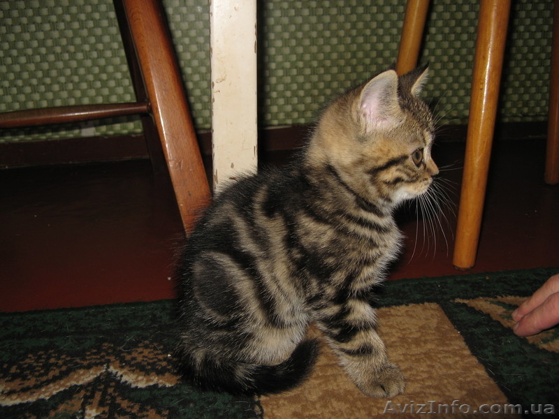 Продажа котёнка \"Скотиш страйк\" - <ro>Изображение</ro><ru>Изображение</ru> #1, <ru>Объявление</ru> #88444