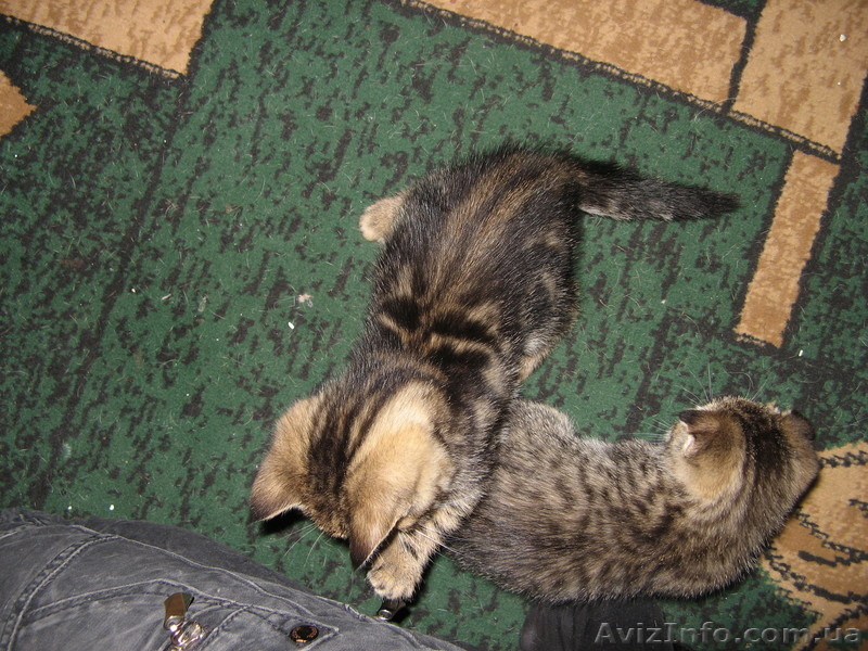 Продажа котёнка \"Скотиш страйк\" - <ro>Изображение</ro><ru>Изображение</ru> #3, <ru>Объявление</ru> #88444