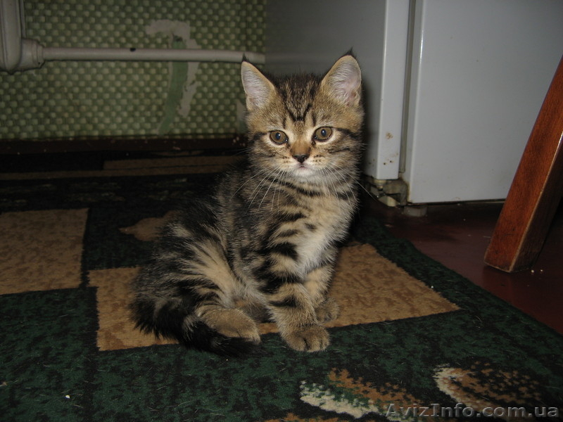 Продажа котёнка \"Скотиш страйк\" - <ro>Изображение</ro><ru>Изображение</ru> #2, <ru>Объявление</ru> #88444