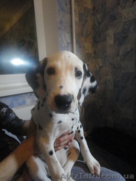 продаются щенки Далматина - <ro>Изображение</ro><ru>Изображение</ru> #3, <ru>Объявление</ru> #119059