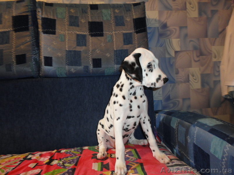 продаются щенки Далматина - <ro>Изображение</ro><ru>Изображение</ru> #1, <ru>Объявление</ru> #119059