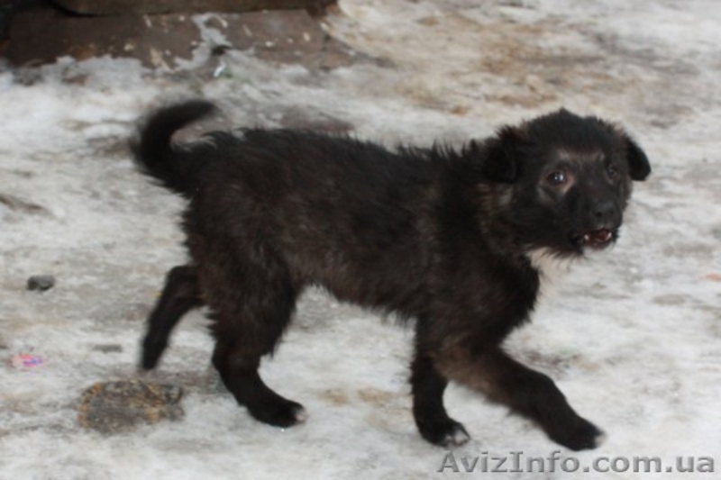 Отдам в хорошие руки щенка! - <ro>Изображение</ro><ru>Изображение</ru> #3, <ru>Объявление</ru> #121812