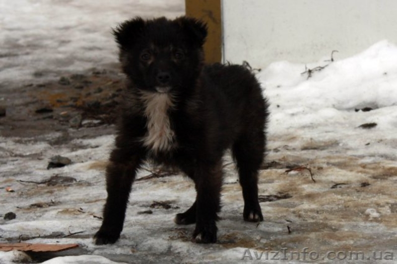 Отдам в хорошие руки щенка! - <ro>Изображение</ro><ru>Изображение</ru> #2, <ru>Объявление</ru> #121812