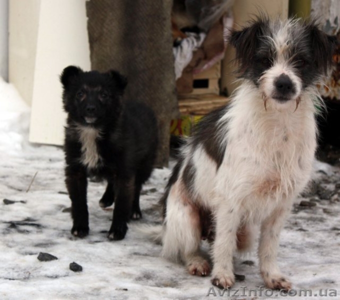 Отдам в хорошие руки щенка! - <ro>Изображение</ro><ru>Изображение</ru> #4, <ru>Объявление</ru> #121812