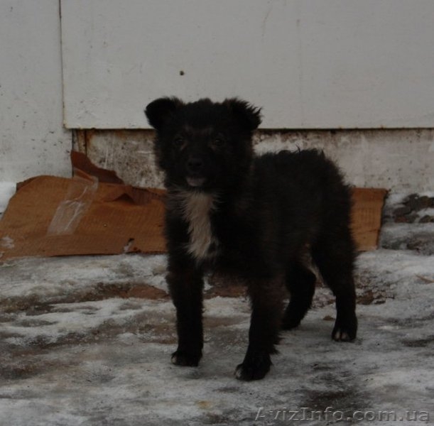 Отдам в хорошие руки щенка! - <ro>Изображение</ro><ru>Изображение</ru> #1, <ru>Объявление</ru> #121812