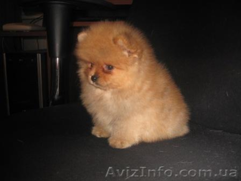 Щеночки Померанского Шпица/КСУ - <ro>Изображение</ro><ru>Изображение</ru> #1, <ru>Объявление</ru> #128241