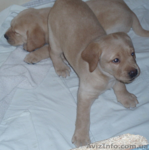 Продаем лучших щенков лабрадора ретривера - <ro>Изображение</ro><ru>Изображение</ru> #1, <ru>Объявление</ru> #123905