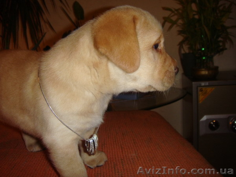 Продаем лучших щенков лабрадора ретривера - <ro>Изображение</ro><ru>Изображение</ru> #5, <ru>Объявление</ru> #123905