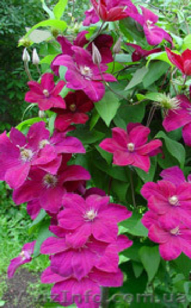 fioricoltura_sv@ukr.net - <ro>Изображение</ro><ru>Изображение</ru> #2, <ru>Объявление</ru> #129186