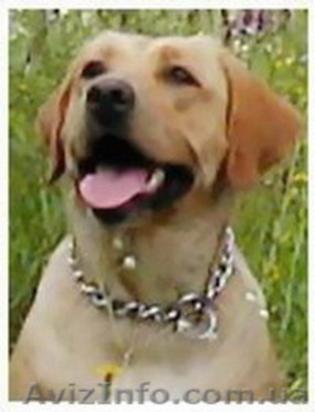 Продаем лучших щенков лабрадора ретривера - <ro>Изображение</ro><ru>Изображение</ru> #2, <ru>Объявление</ru> #123905